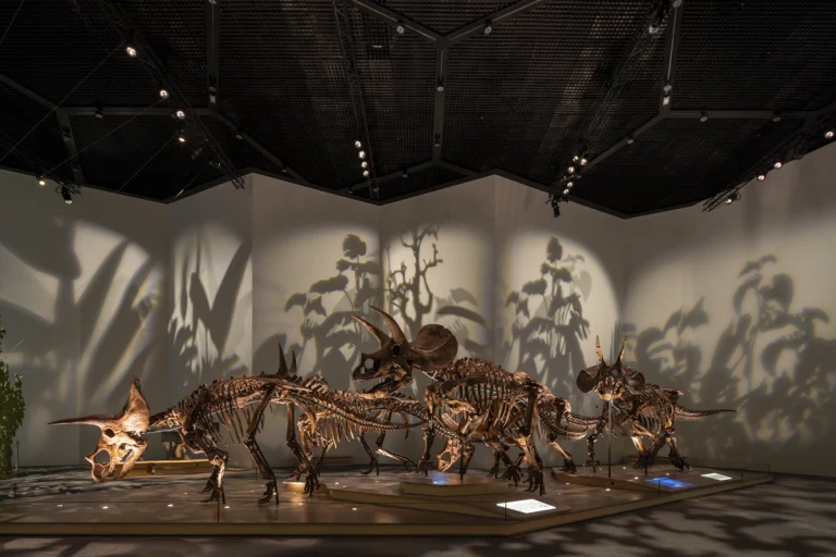 Award-winning, Dubai-based DEED Studio photograph of the Natural History Museum Abu Dhabi, designed by Mecanoo, in Abu Dhabi