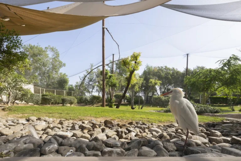 Wasit Wetland Centre in Sharjah, UAE, photographed by Deed Studio, an award-winning Dubai-based architectural photography studio serving the GCC.